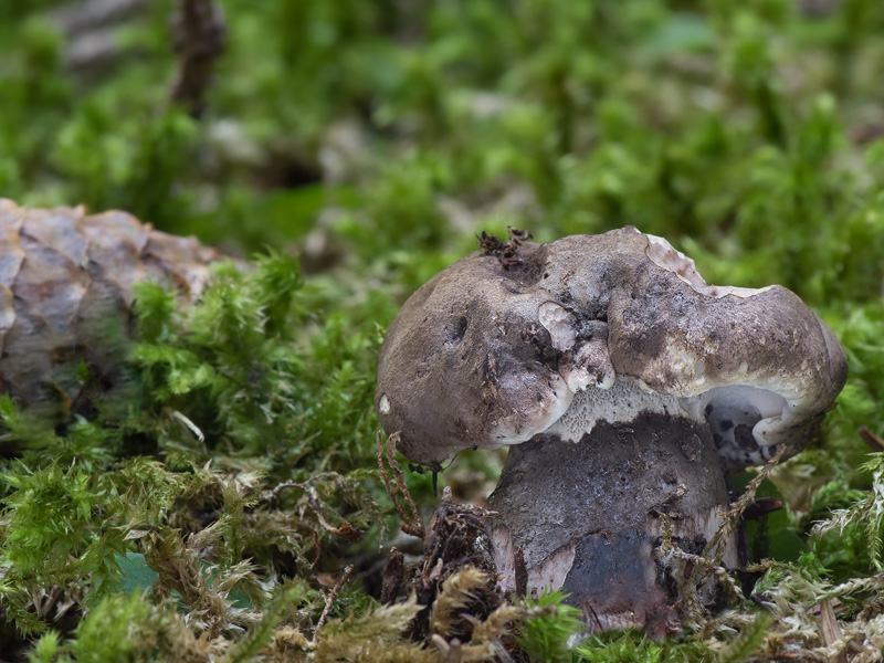 Boletopsis leucomelaena